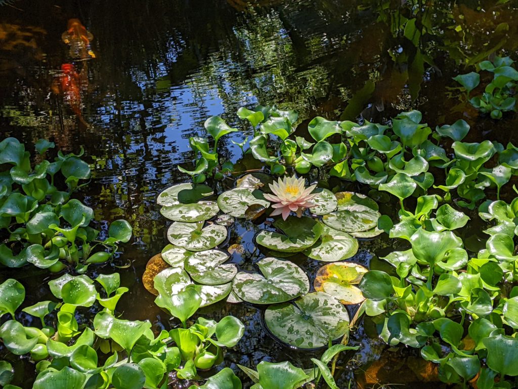 waterlillies